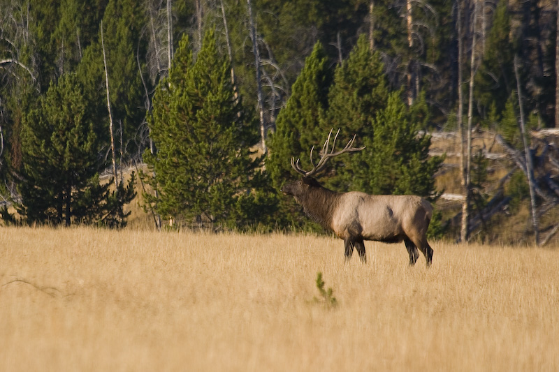 Elk